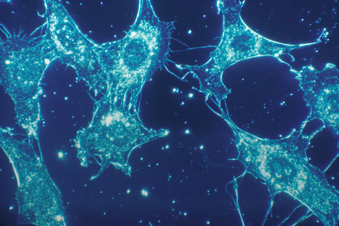 The Role of NAD+ in Cellular Senescence
