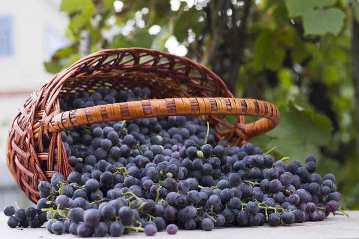 Top 10 Best Resveratrol Supplements in Australia