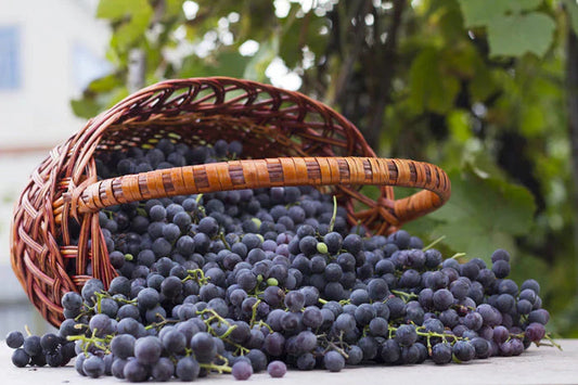 Top 10 Best Resveratrol Supplements in Australia