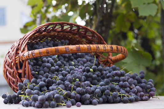 resveratrol is present in grape skin