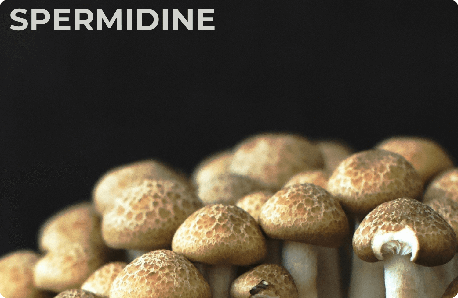 SuperMide® Spermidine