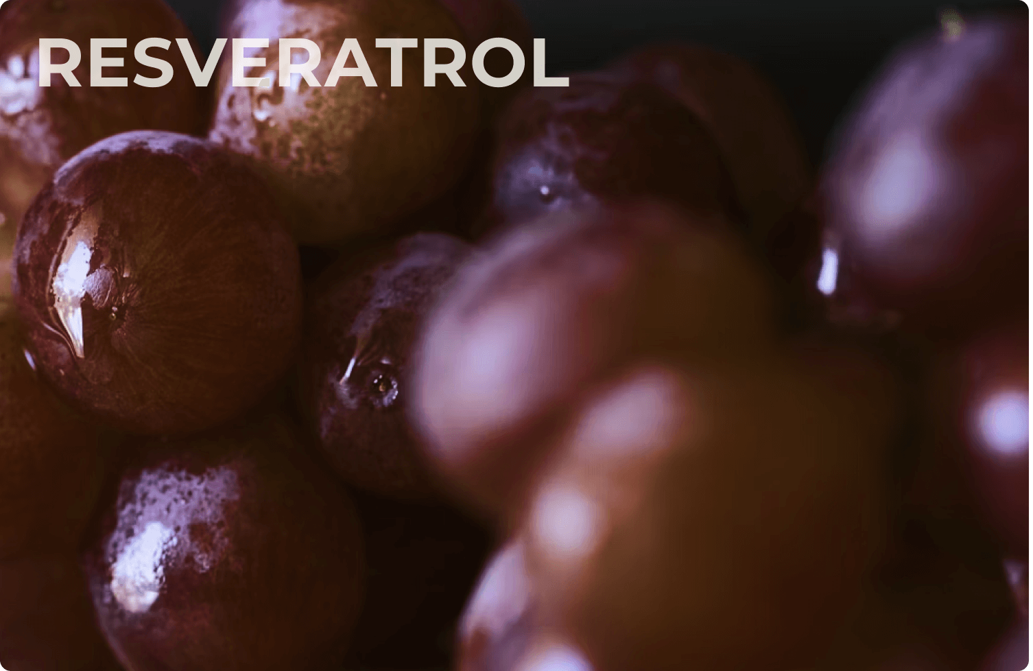 Resveratrol