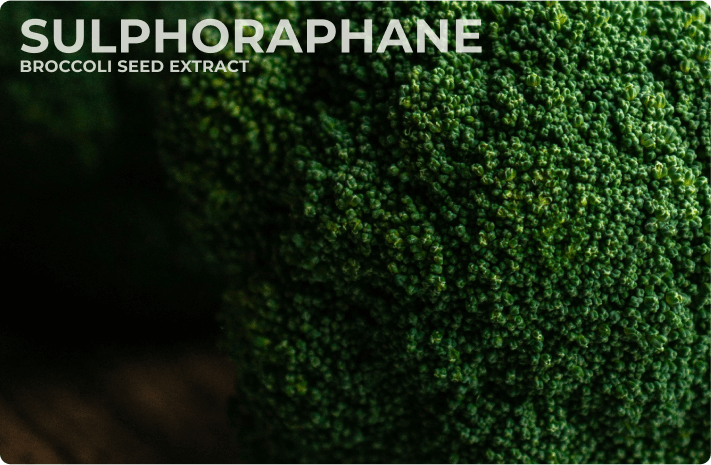 Sulfodyne® Sulforaphane